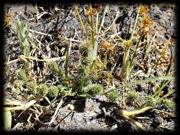 Image result for Elytrophorus globularis