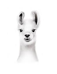 Llama Nursery Art Baby Animal Face Print Llama Drawing Etsy Baby Animal Nursery Art Llama Drawing Baby Animal Prints Nursery