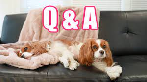 Q&A: How To Take Care Of A Cavalier, Training, Grooming Tips, Potty  Training Advice Etc - Youtube