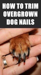 Pin On Dog Care