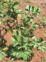 Image result for Searsia rehmanniana