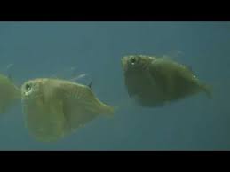 Giant Silver Hatchetfish At Tyne Valley Aquatics Youtube