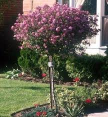 Dwarf Korean Lilac Lilac Tree Dwarf Korean Lilac Tree Dwarf Lilac Tree