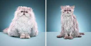 Cat Before And After Bath Funny Cat Pictures Wet Cat Funny Animals