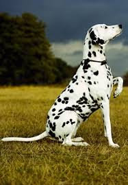 Animals Dalmatian Dogs Dalmatian Dog Photography
