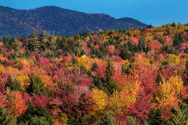 Image result for New England fall