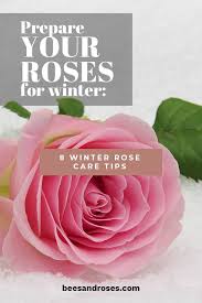 Prepare Your Roses For Winter 8 Winter Rose Care Tips Bees And Roses Rose Care Winter Rose Perennial Garden Design
