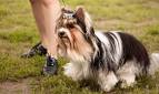 What Is the Difference Between a Parti Yorkie & a Regular ...