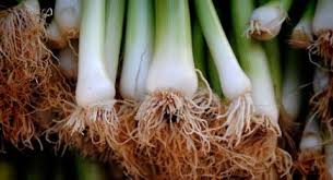 Haluskan beberapa bawang dayak dan segenggam daun saga diseduh dalam air panas. 5 Manfaat Daun Bawang Yang Jarang Diketahui Salah Satunya Mencegah Kanker
