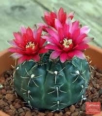 Using only simple (easily available) tools you can create stunning cake topper that would look lovely on any birthday or wedding cake. 7 Fondant Cactus Flowers Ideas
