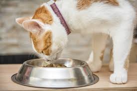 You can start offering dry food at this point but soaking it in a few tablespoons of warm water can help ease the transition. 3 Cat Feeding Methods Pros And Cons Of Each Hill S Pet