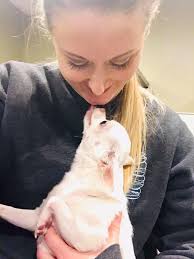 Hi, I have a fluffy chow chow puppy, and I would like to take him for his  2nd bath and nail trim after he's fully vaccinated. I'm too scared to try  myself