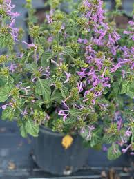 Image result for Hypoestes triflora
