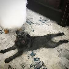 Yoga Dog Savasawanna Go For A Walk Sunsoutbeardsout Savasana Doggyyoga Legsfordays Dog Yoga Dogs Doggy