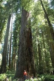 How to identify a redwood tree. California State Tree California Redwood Tree