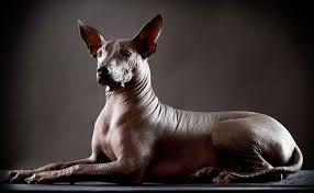 The xolo dog breed is one of the oldest and most ancient dog breeds still existing today. The Blissful Dog Xoloitzcuintli Skin Care Collection
