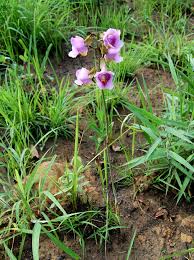 Image result for Eulophia