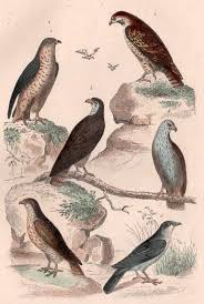 Birds Of Prey Pictures And Names 1835 Buffon Antique Print Birds Engraving Birds Illustration Bird Of Prey Print Falcon Hobby Kestrel Merlin Falco Vintage Art Print Vintage Art Prints Bird Illustration Antique Prints