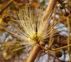 Image result for Albizia tanganyicensis