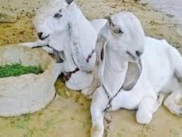 Brief Characteristic Of Jamunapari Goat Learn Natural Farming