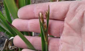 Image result for Juncus lomatophyllus