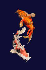 Japanese doodle seamless pattern with koi carp and red yellow flowers for design on blue background. Koi Fish Pond Journal Squidmore Company Stationery 9781794073609 Amazon Com Books