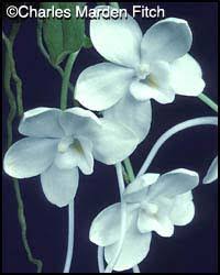 Image result for Subularia monticola