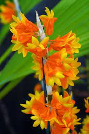 Pin On Orchids