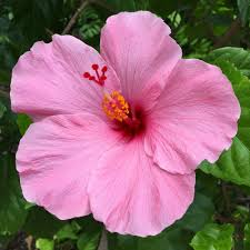 Colorful hibiscus flowers the tropical hibiscus plant is an arizona favorite! 3 Pack Hibiscus Cuttings From Hawaii Best Hawaiian Plants From Kanoa Hawaii