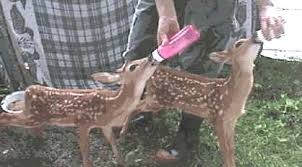 What can you feed deer. Wildlife First Aid How To Feed Baby Deer Fawns
