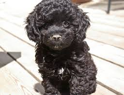 Pin By Morgan Dowman On Who Am I Cockapoo Puppies Miniature Dogs Cockapoo Grooming
