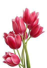 Meski awalnya ditemukan di sungai nil mesir. Gambar Bunga Tulip Png Free Download Free Transparent Png Logos