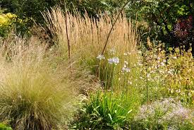 Graser Spielen Auch Im Garten Von Beth Chatto Eine Grosse Rolle Sie Finden Im Kiesgarten Ebenso Verwendung Wie Im Feuchten Teil Des Gart Kiesgarten Gras Garten