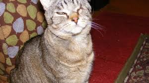 Fundraiser by Adrian Phoenix : Avoiding Foreclosure