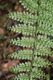 Image result for Asplenium uschiae