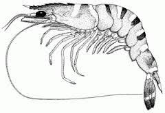 image result for prawn size chart prawn black tigers