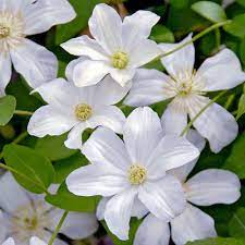 Blooming from mid summer to early fall, this vigorous and extremely floriferous clematis is an excellent choice for. Buy Clematis Viticella Huldine J Parker Dutch Bulbs