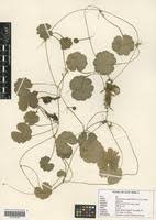 Image result for Hydrocotyle mannii