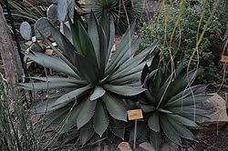 Image result for Agavaceae