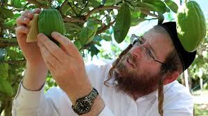 Citron: The exquisite fruit that brings rabbis