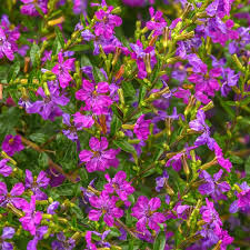 Image result for Cuphea