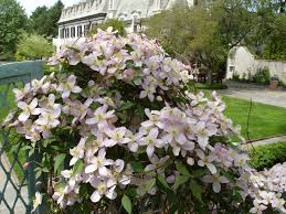 Check spelling or type a new query. Clematis Montana Pink Perfection Brushwood Nursery Clematis Specialists