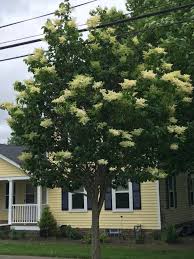 Check spelling or type a new query. Terrific Tree Lilacs Trim Tree Lawns Bygl