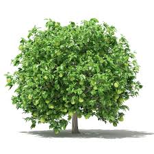 Like all other citruses, pomelo is the best of both worlds; Pomelo Tree With Fruits 3d Model 2 8m