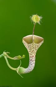 Image result for Ceropegia haygarthii