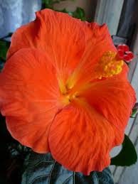 The language of flowers the farmer's almanac. Wiki Orange Hibiscus Plant Flower Trellis Beautiful Flowers