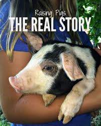 What are the best hypoallergenic dogs for people with. Raising Pigs For Meat