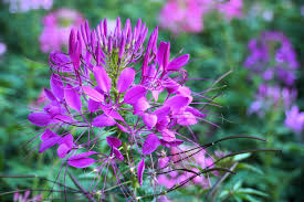Image result for Cleome spinosa