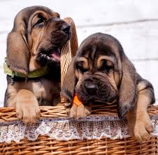 All puppies are adorable, and chow hound pups are no exception. Bloodhound Dog Breed Centre Getting To Know Their Pros And Cons