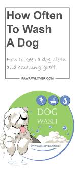 Check spelling or type a new query. How Often To Wash A Dog How To Keep A Dog Clean And Smelling Great Dog Cleaning Dog Advice Mobile Pet Grooming